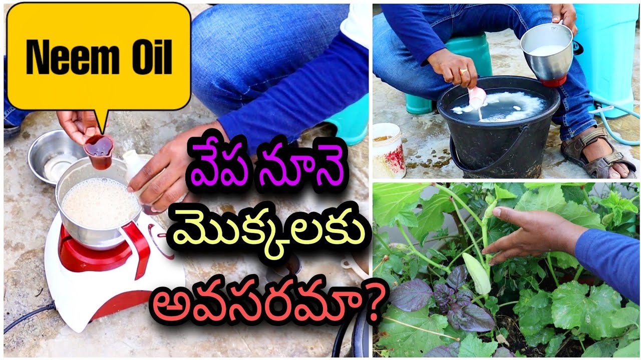 వేపనూనె ఇలా వాడుకోవాలి How to use Neem Oil for plants #NeemOil