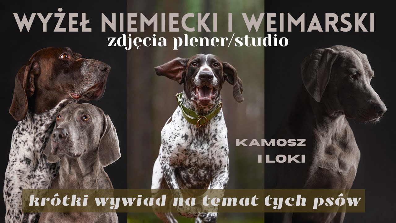 FOTOGRAFIA PSÓW -  ODC 1 - wyżeł niemiecki i weimarski/sesja plener/studio/wywiad na ich temat❤🐕🐶