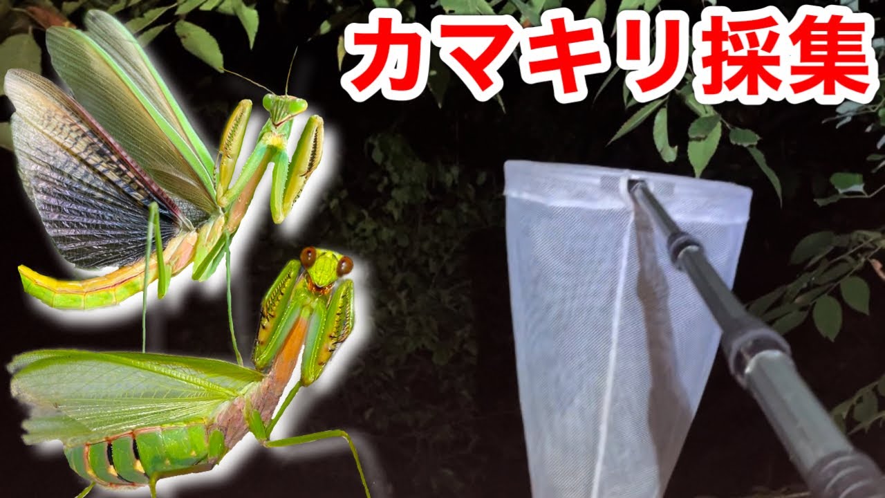 【カマキリ採集】1時間本気でカマキリを探したら何匹採れる？