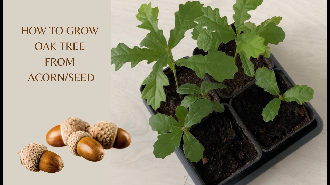 How to Propagate Oak Tree from Acorn (Seed)