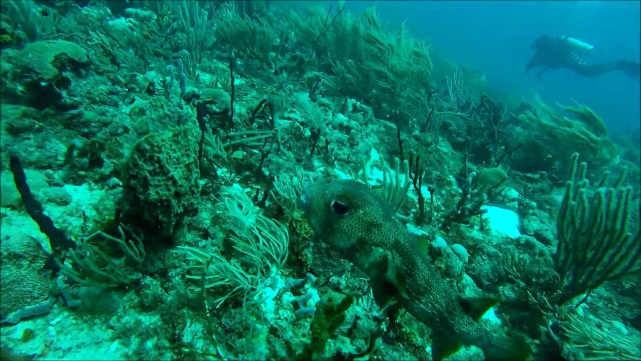 Scuba Diving Grenada with Sandals