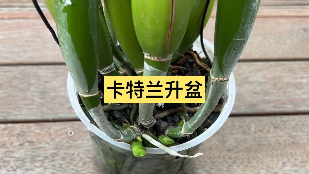 卡特兰简单处理升盆了！