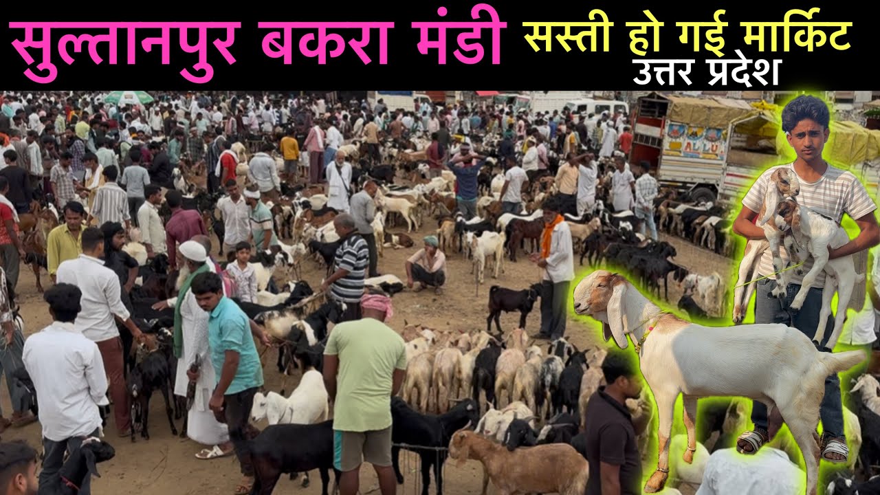 सस्ते हो गए बकरी और बकरे की मंडी 11/10/25 सुल्तानपुर बकरा मंडी उत्तर प्रदेश | Ziya Vlogs #bakramandi
