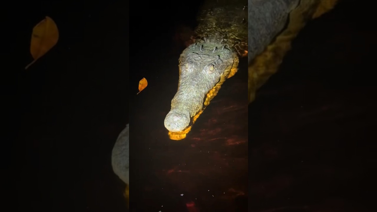 Looking for a 20 foot python in the Florida Everglades #snake#wildlife#youtubeshorts#youtube