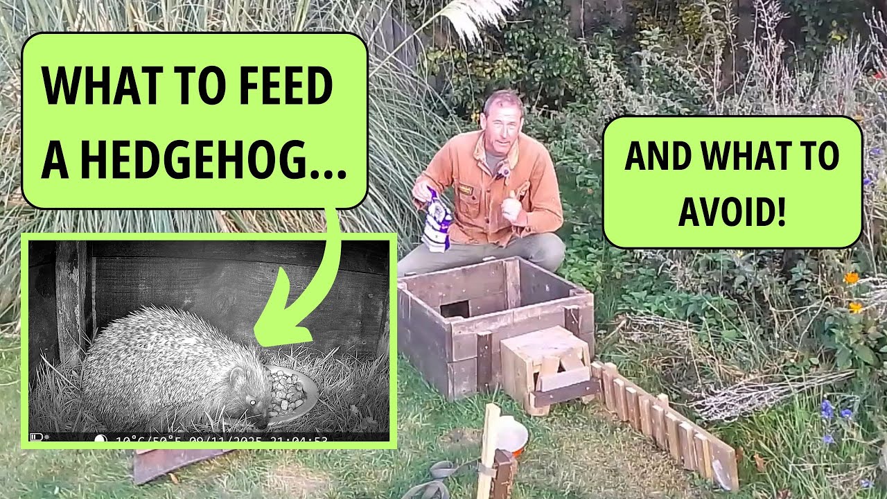 What to FEED a HEDGEHOG (and what to avoid!)