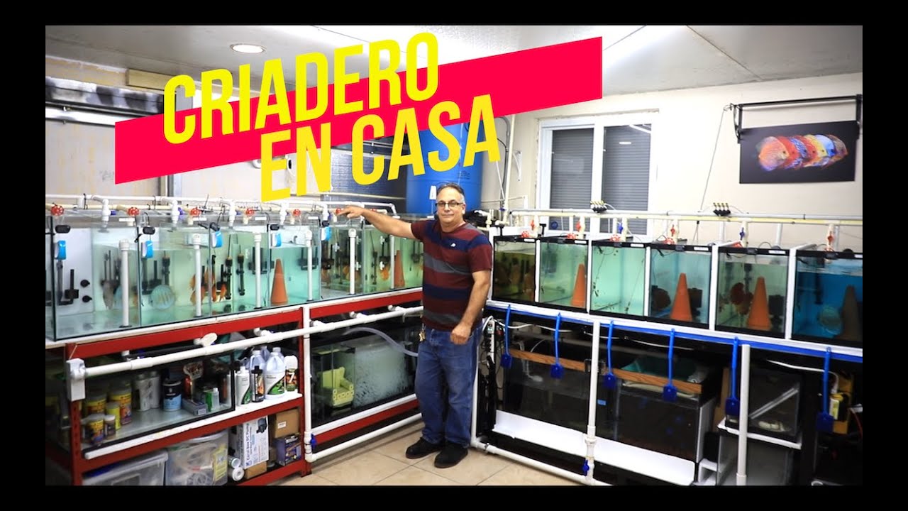 CRIANDO PECES DISCO (4K)😱