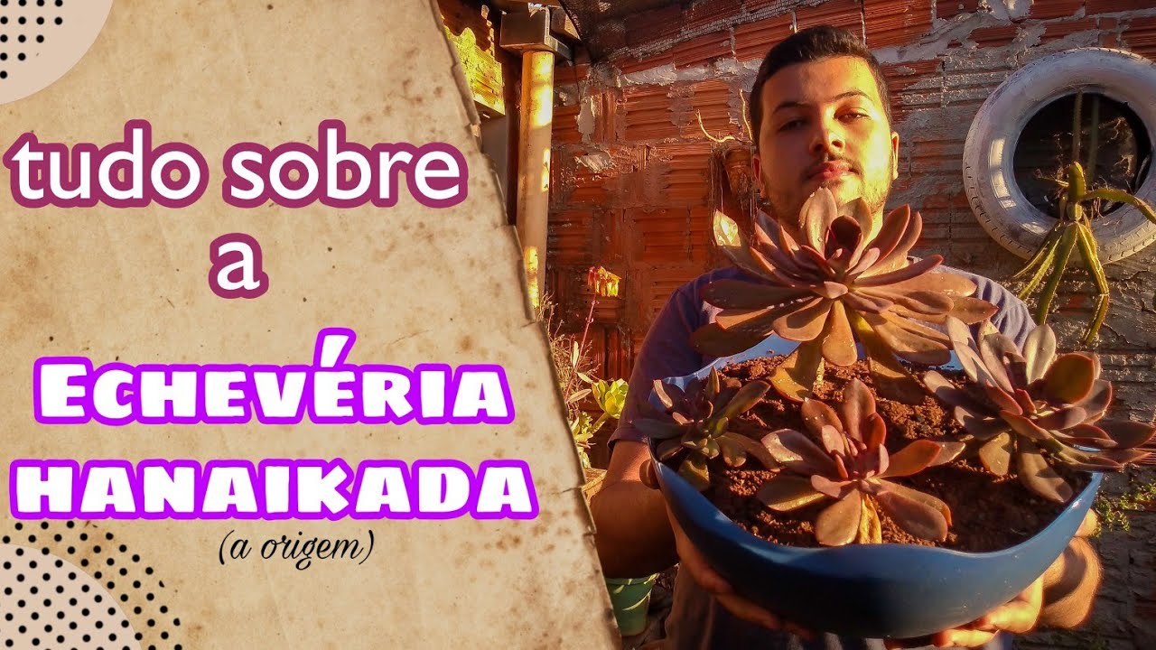 tudo sobre a echevéria hanaikada (cuidados + curiosidades)