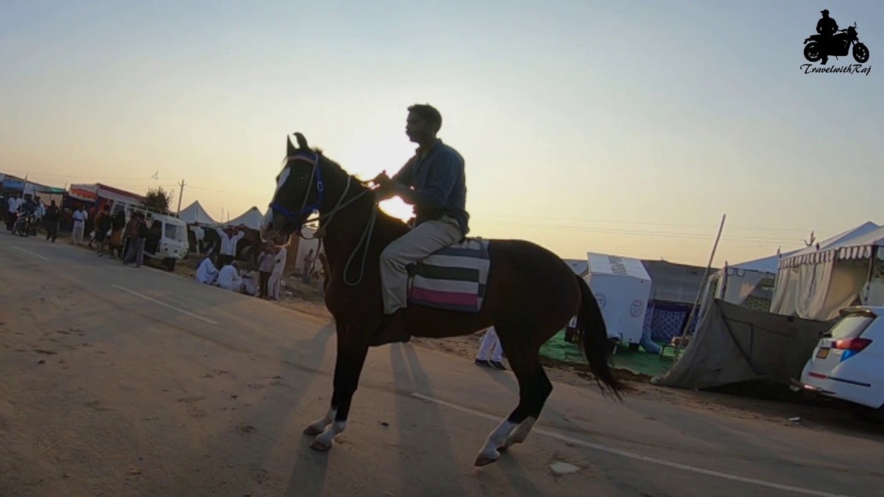 Puskar Fest 2019, World Famous Camel fest II Horse Mela 2019 ll Rajasthan Famous Mela