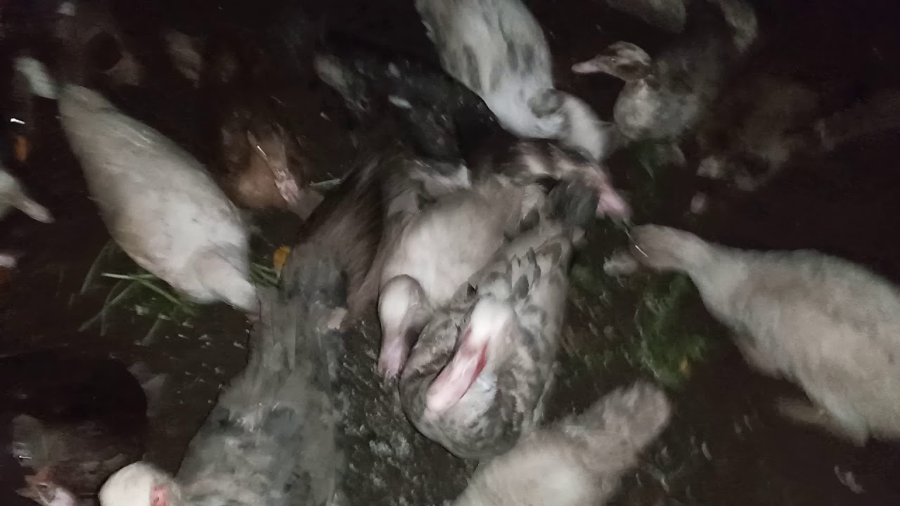 🔴 LAL ORDEKLERIN XESTELENMEMESI UCUN NE ETMEK LAZIMDIR ?