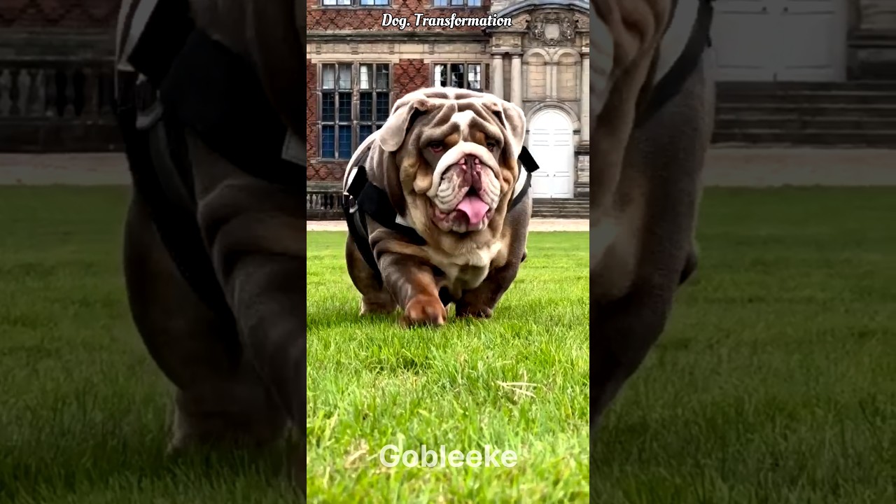 Homeless to Hero 🐾 | Inspiring Dog Transformation!