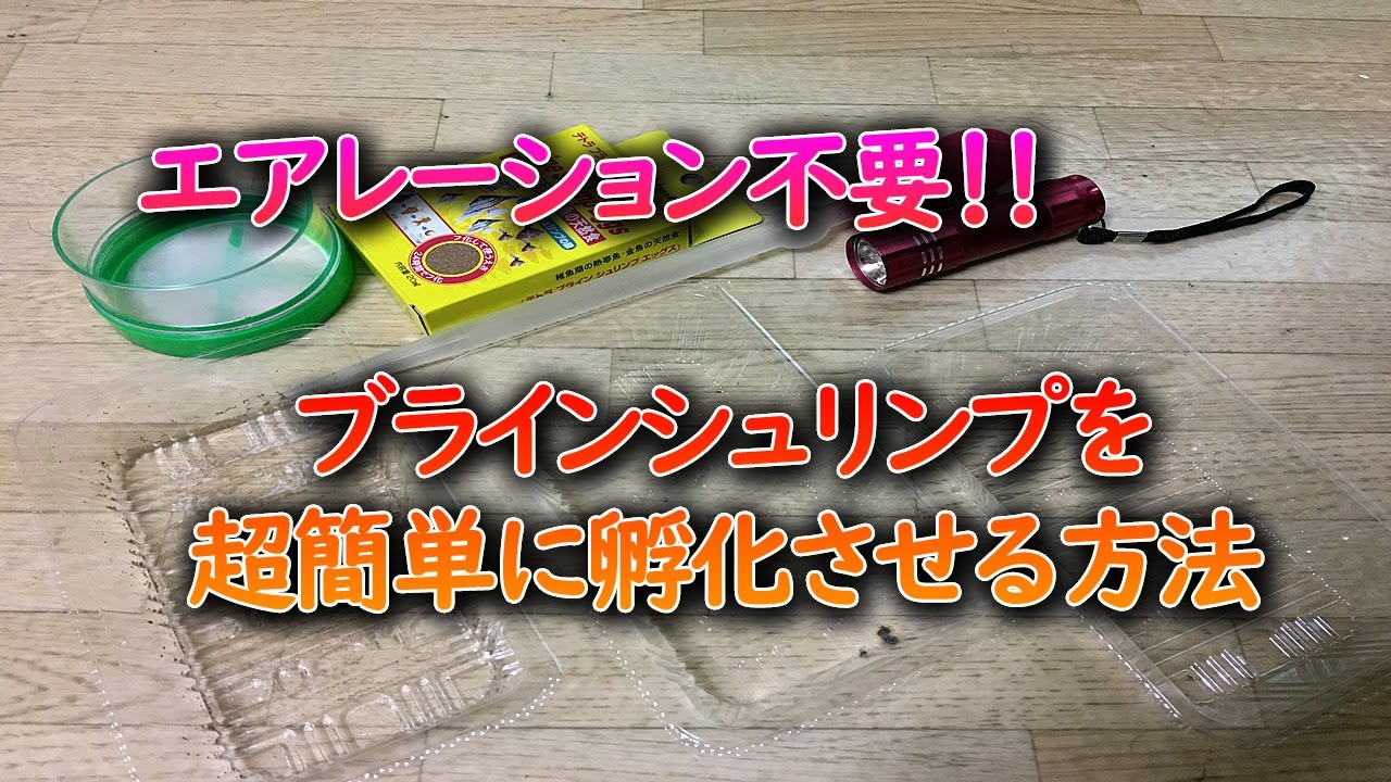 【皿式】ブラインシュリンプをエアレーション無しで超簡単に孵化させる方法【アクアリウム熱帯魚】