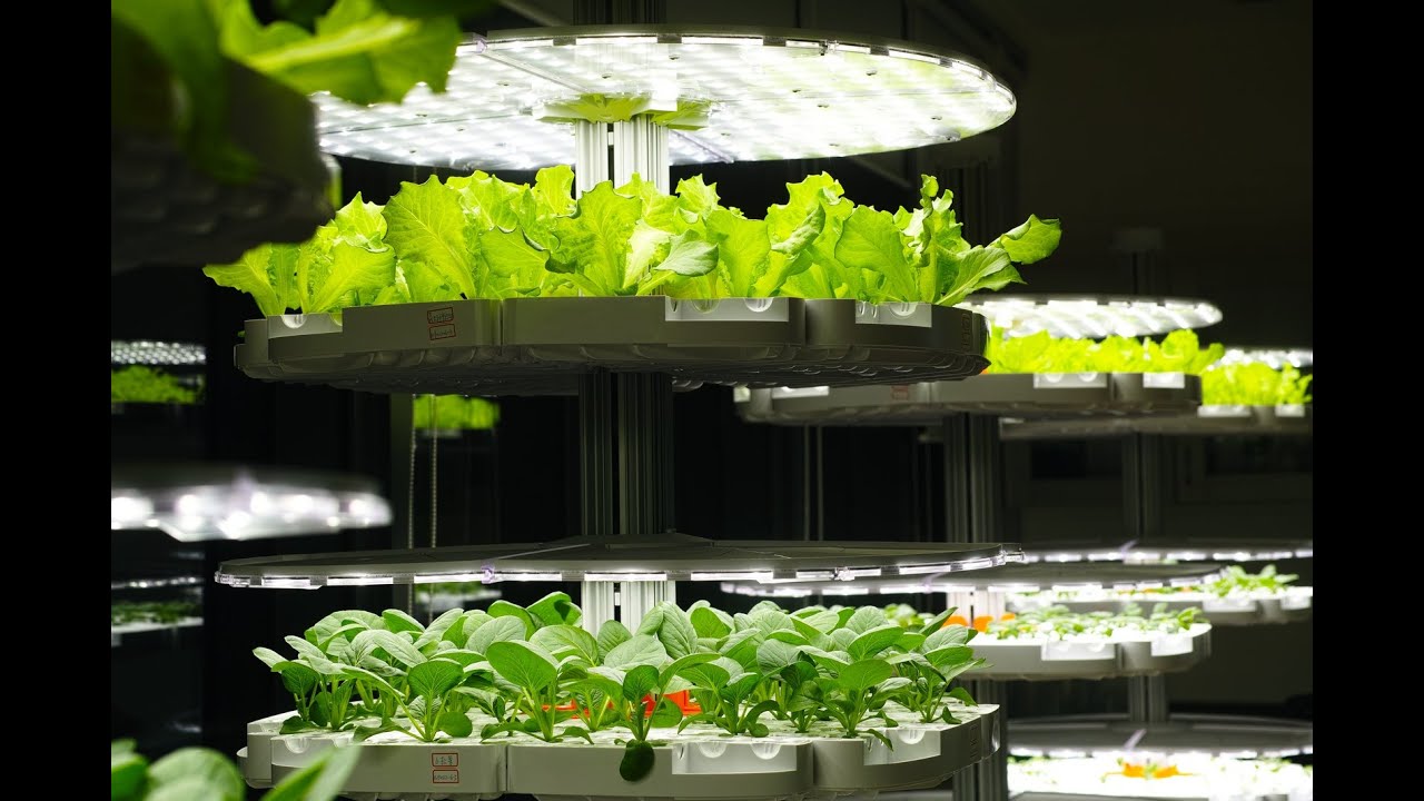 LUCKY TREE Harvest Video - Abundant Greens and Portion Enjoy it.