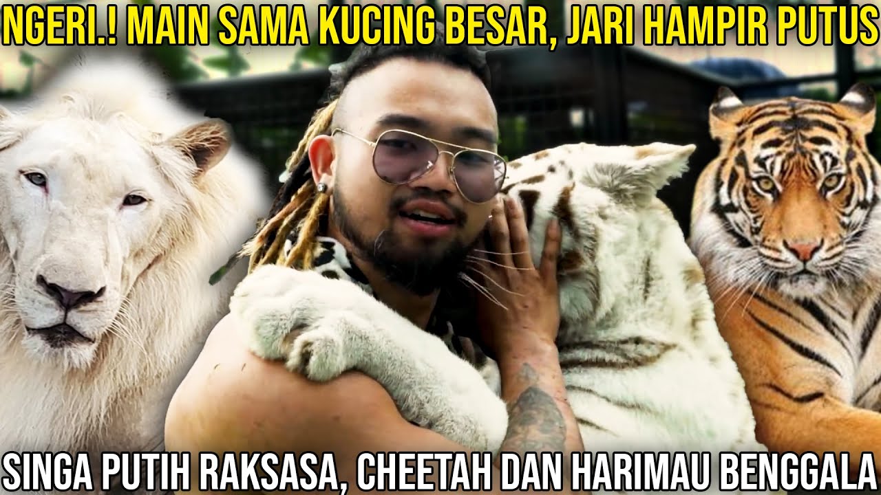 NGERI.! MAIN SAMA KUCING BESAR, JARI HAMPIR PUTUS || SINGA PUTIH RAKSASA, CHEETAH & HARIMAU BENGGALA