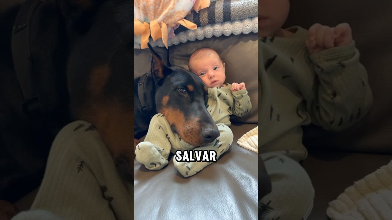 5 perros considerados peligrosos dispuestos a dar su vida por salvar la de tu hijo #dogs #perros
