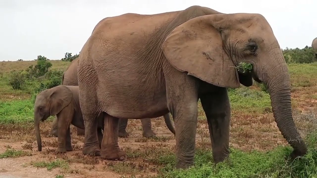 Beginilah Kehidupan Gajah di Alam Liar Afrika