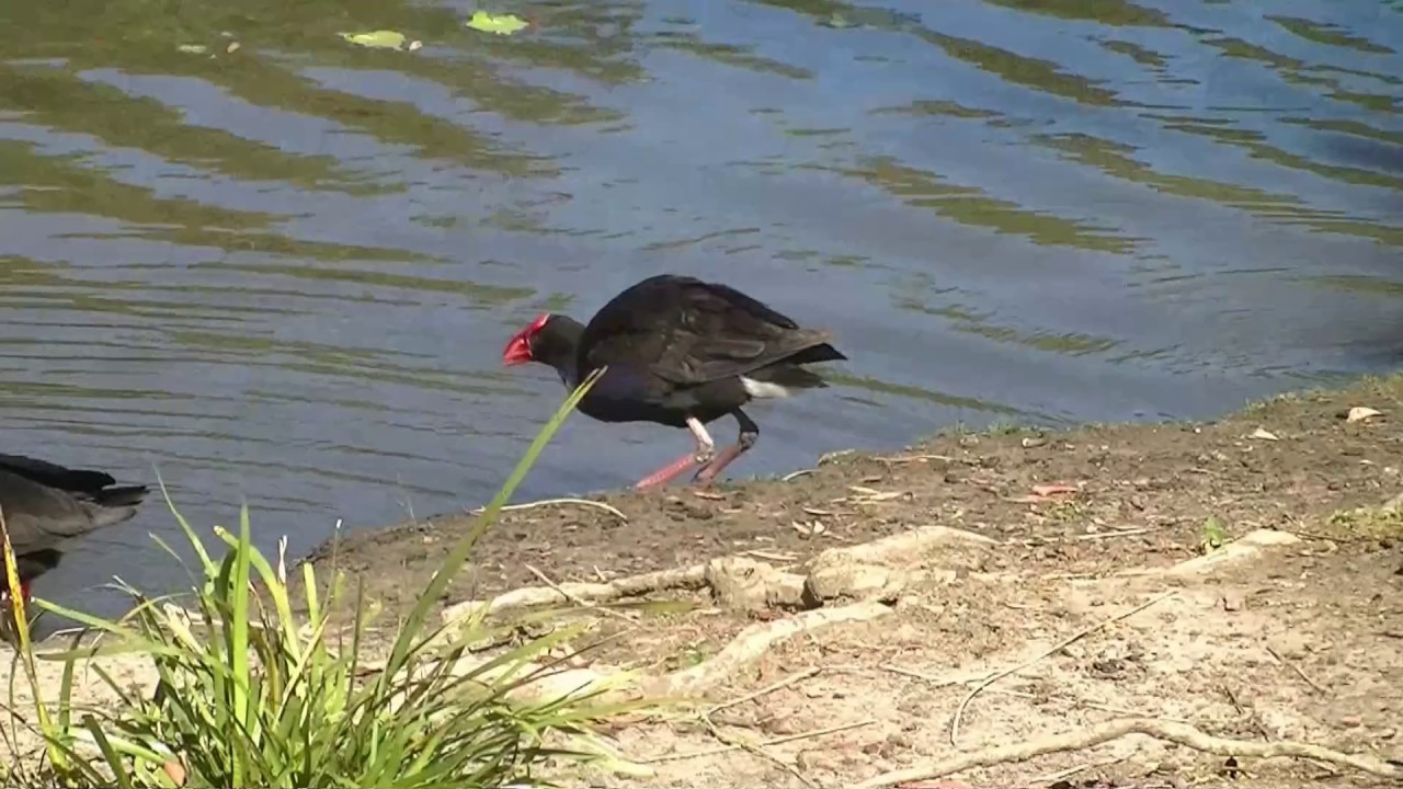 Australasian Swamphen