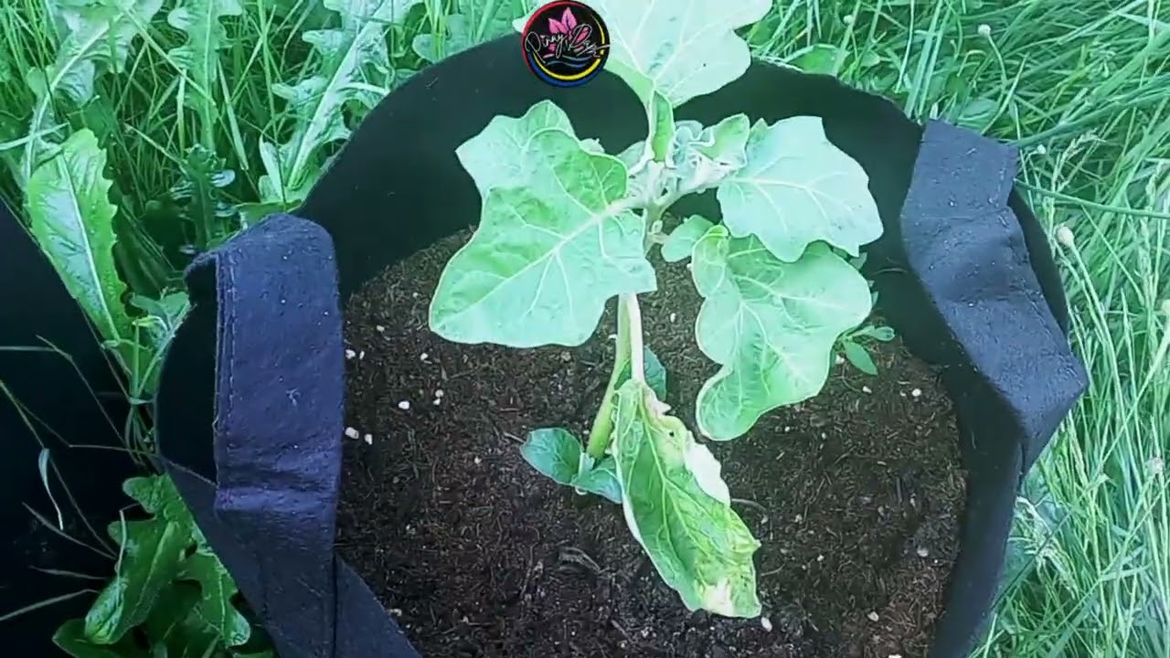 Pinay First Time Organic All-Purpose Fertilizer To My Plant Grown in Grow Bag #plants #gardening