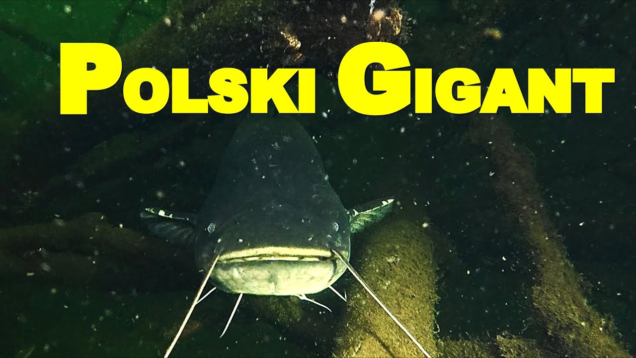 NURKOWANIE 20,04,2024 POLSKI GIGANT (Wielki sum na naszej drodze)