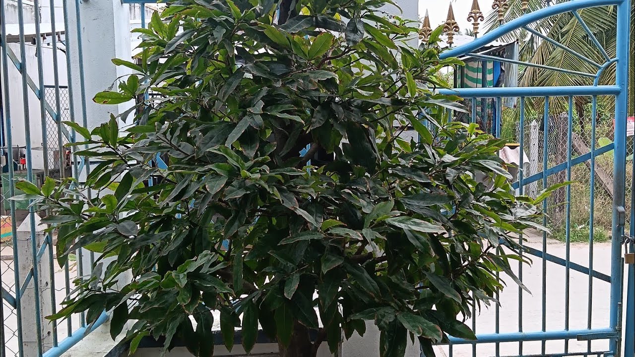 Đợt phân cuối năm cho mai vàng: Tưới loại này để cây sung sức, hoa nở rực rỡ đúng Tết!#maivang 