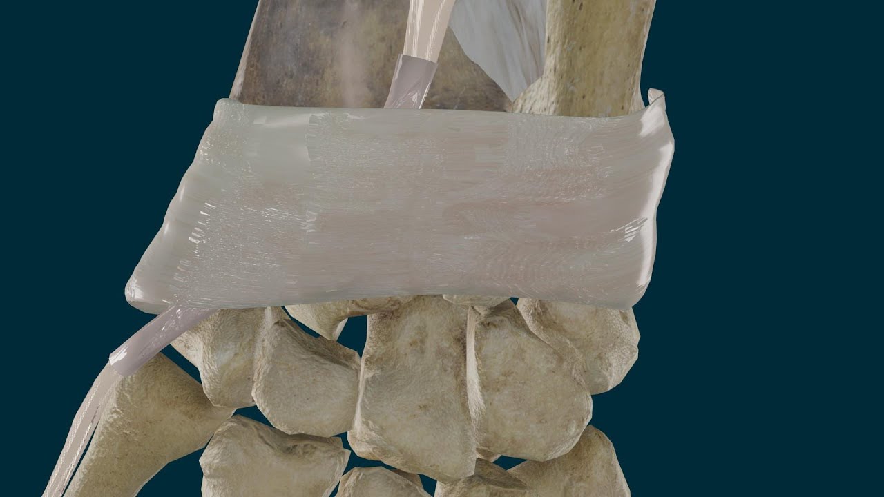Extensor Largo del Pulgar. Origen, Inserción, Función e Inervación