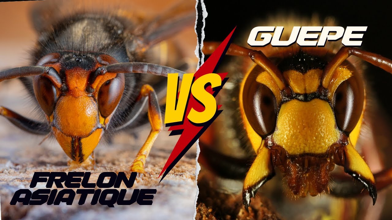 Frelon Asiatique Vs Guêpe