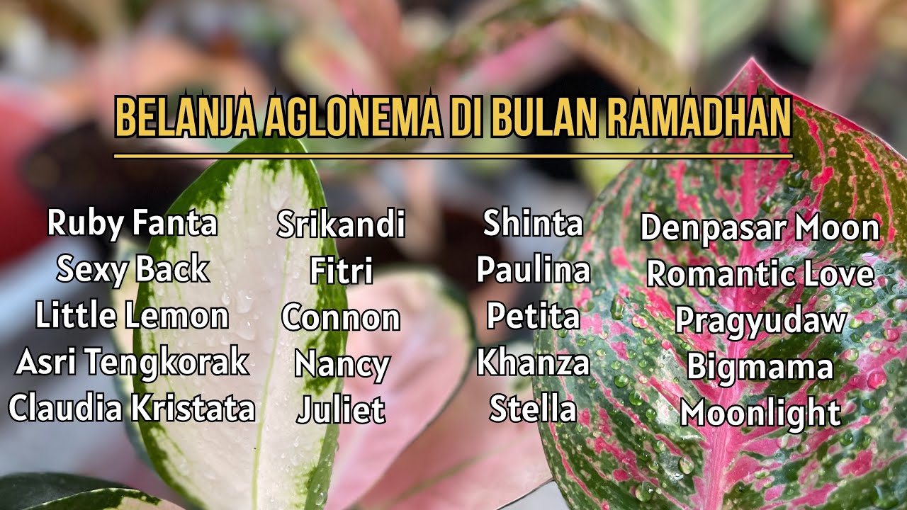 Belanja Aglonema Di Bulan Ramadhan
