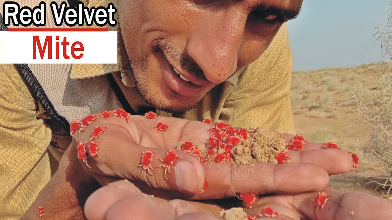 Red Velvet Mite A-Z Informion|بیر بہوٹی،برساتی کیڑے کے بارے میں مکمل معلومات|