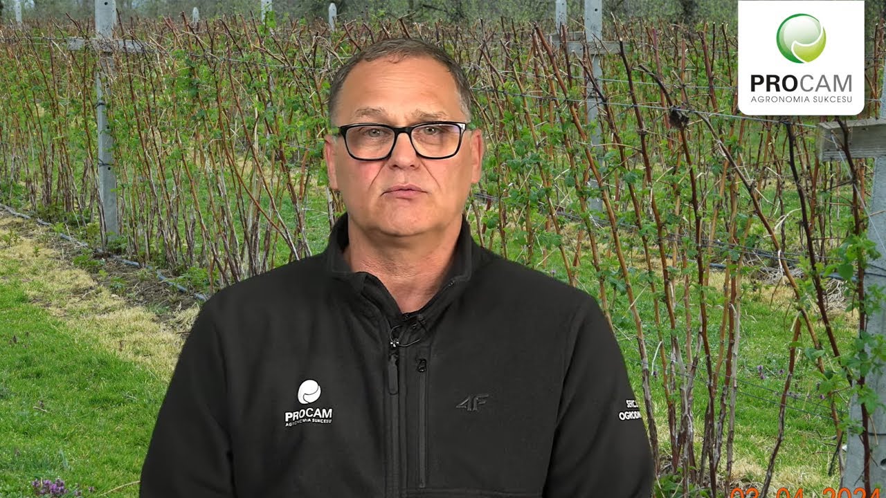 Komunikat Jagodowy PROCAM 02 z 04.04.2024