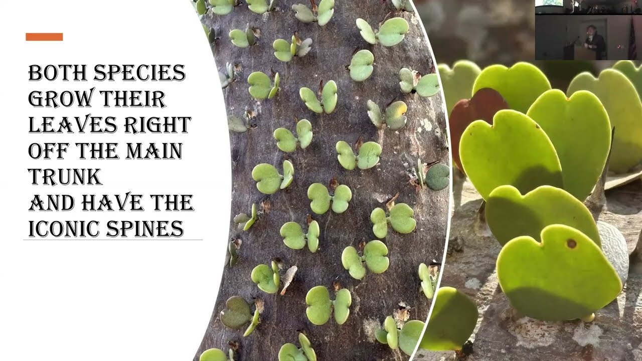 The Flora Of Madagascar