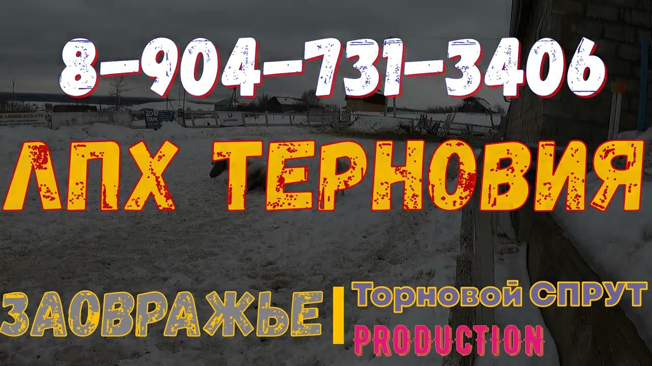 Ох уж эти кони пони / super exclusive small pony / Пополнение в КСК / Посещение согласовывать!
