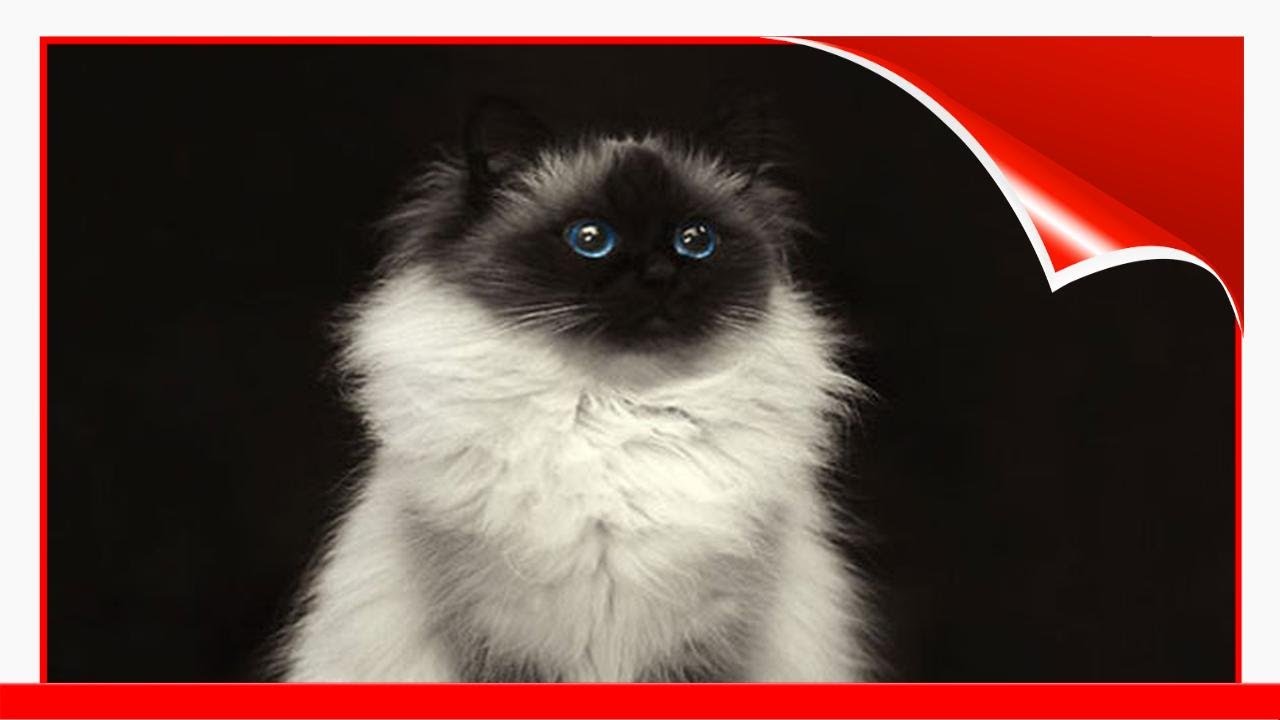 20 Of The Fluffiest Cats In The World 😃