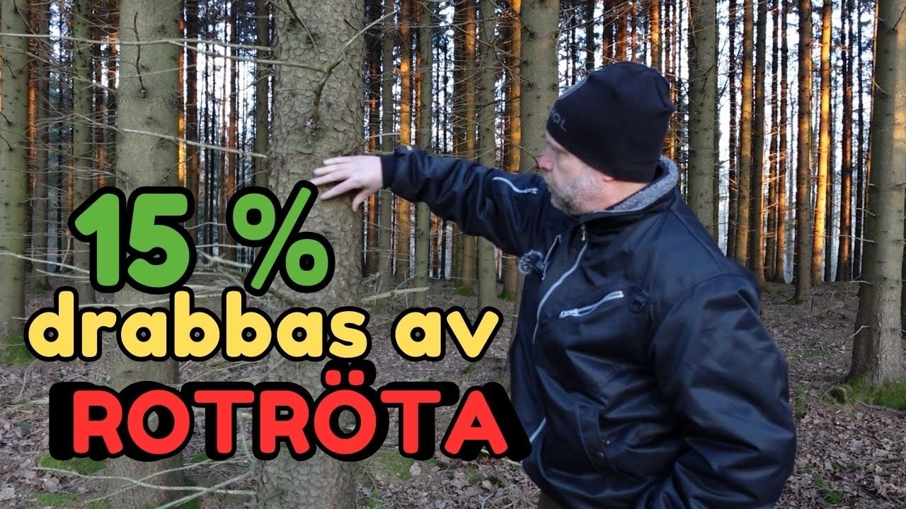 Vad ska man göra när granskogen blivit drabbad av ROTRÖTA? Markus förklarar....dör stubbar?