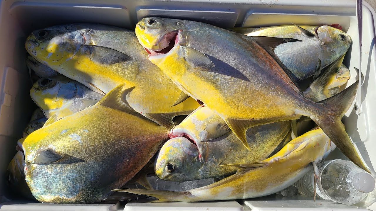 Texas' MOST Expensive Fish! Pompano Fishing Padre Island National Seashore