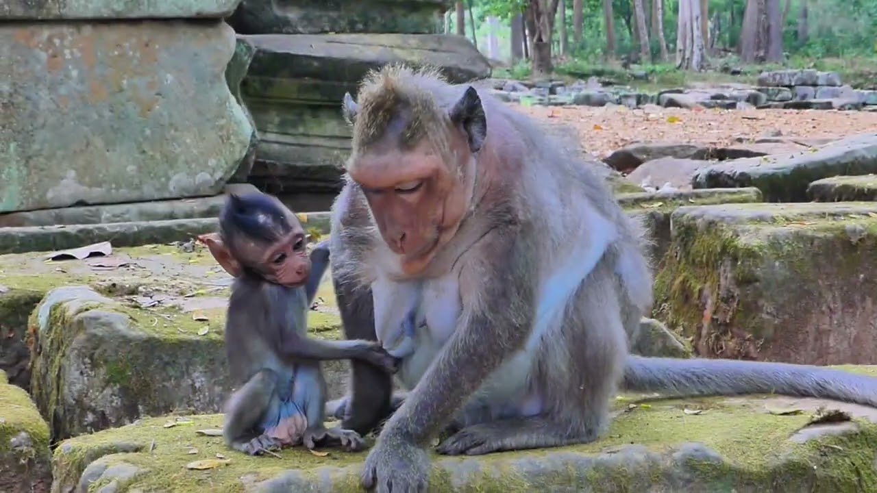 How Monkey Jinx not accepted grooming and Reject Milk time