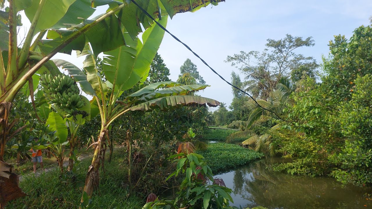 Tết Bính Ngọ 2026 cảnh đẹp Tháp Mười