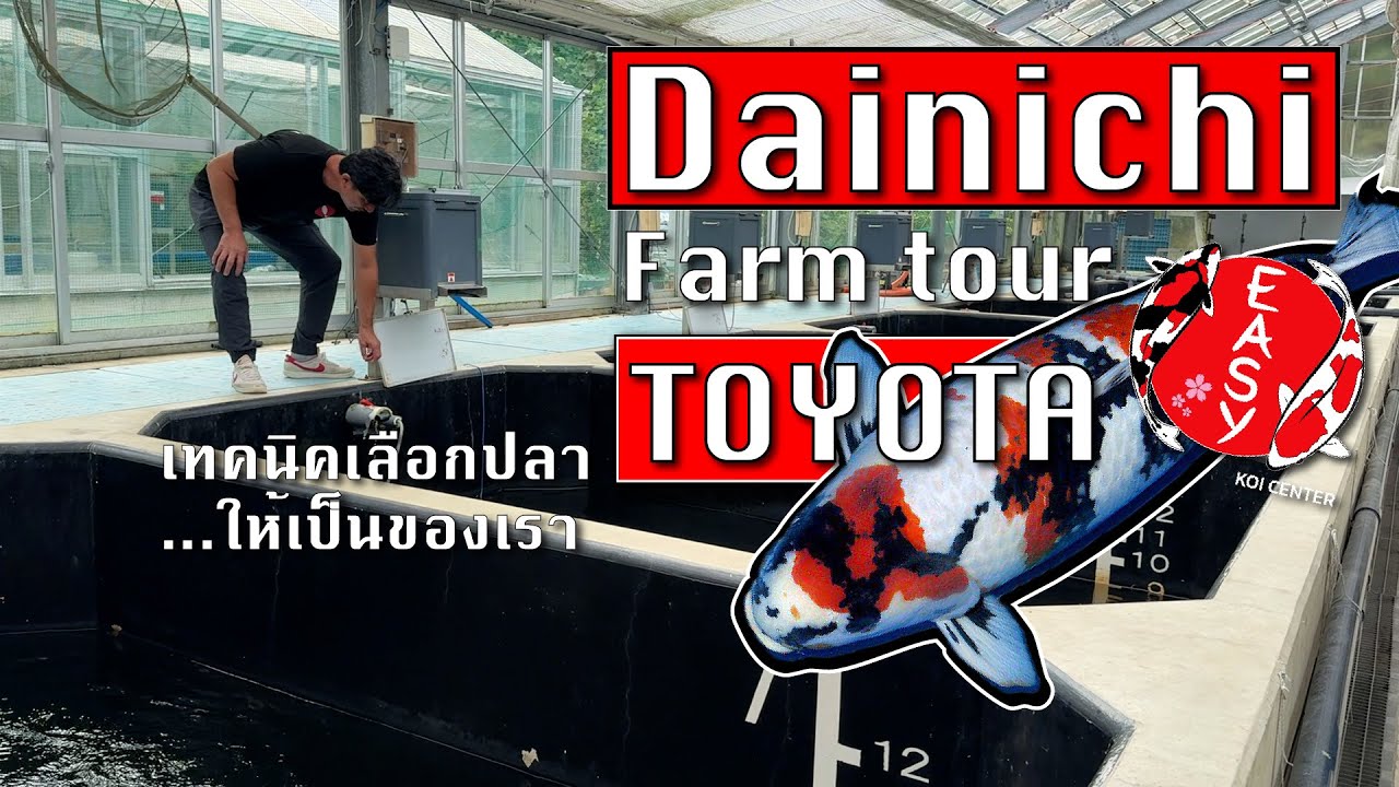 เปิดกล่องสมบัติ! เจาะลึก Dainichi Toyota ฟาร์มปลาคาร์ฟสายพันธุ์เทพ  - อีซี่ตะลุยฟาร์มญี่ปุ่น 2025