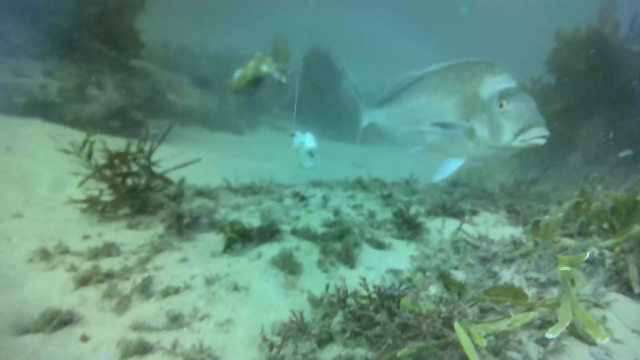 Fishermans Beach Wollongong - Port Kembla - Video 13 - Reef Mid Spring Report