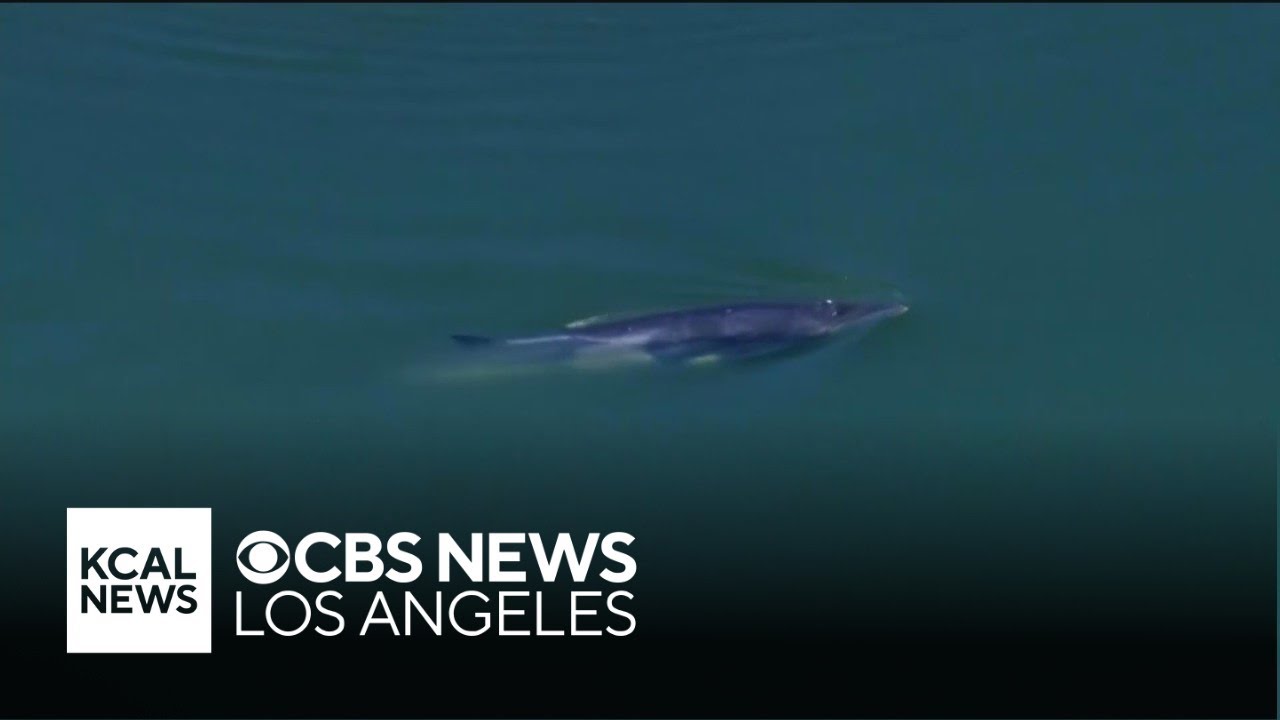 NOAA tries to help minke whale swim out of Rainbow Harbor in Long Beach