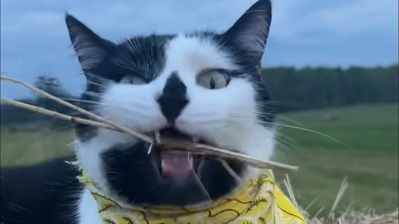 Rawr!
