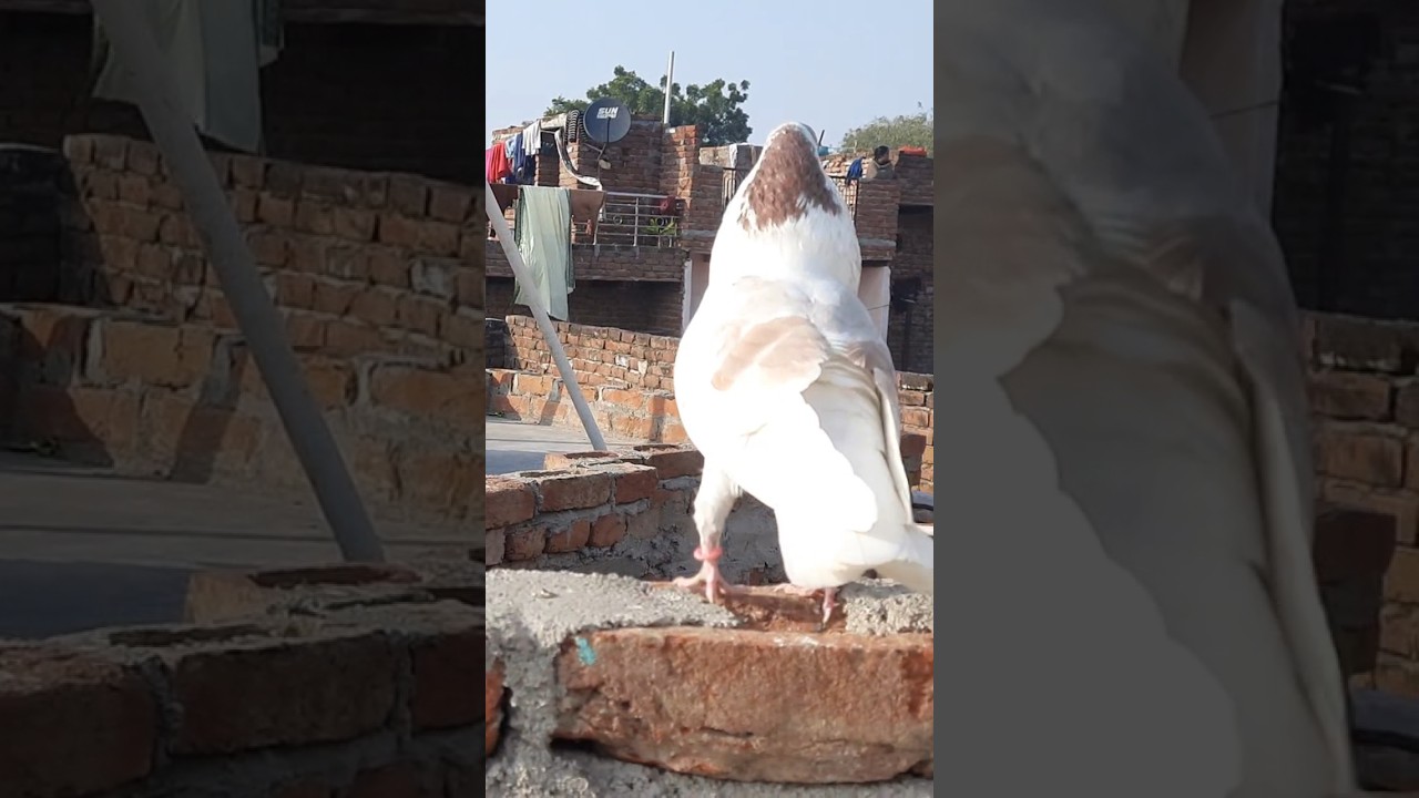 ghagra pilka kabootar 😍 #kabootar #agrakabootar #gola_kabootar #kabootarlovers #forsale #pet #gola