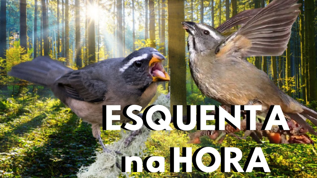 DESTRAVA Trinca Ferro Cantando Muito Vídeo para Esquentar Trinca Ferro Frio e Estimular Macheando