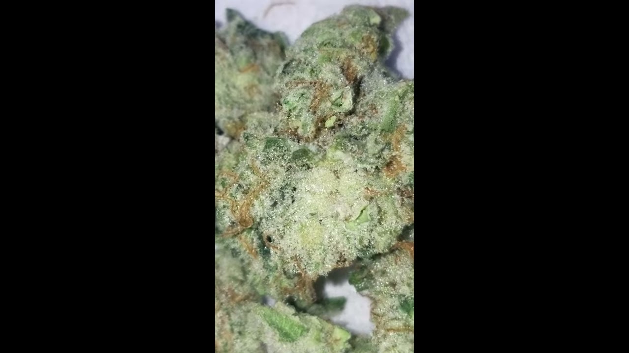 Showcase Flash video zoom of 1 gram Fresh Matured Bud Papaya strain