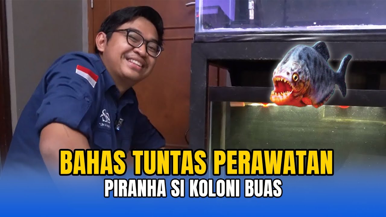 BAHAS TUNTAS PERAWATAN PIRANHA SI KOLONI BUAS!!!