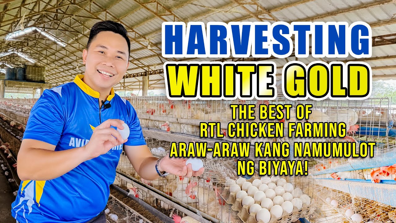 HARVESTING WHITE GOLD: PARANG ARAW-ARAW KANG NAMUMULOT NG BIYAYA | THE BEST RTL CHICKEN FARMING