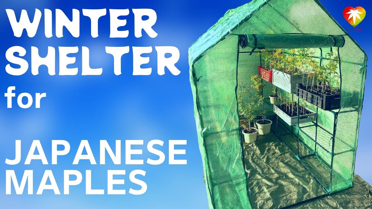 Winter shelter for Japanese maples
