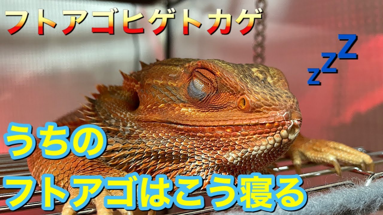 フトアゴヒゲトカゲ　想像の斜め上をいくうちのフトアゴの寝方