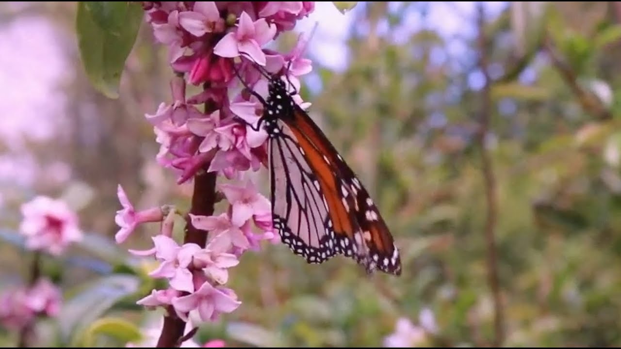Charlotte Jones - Showreel