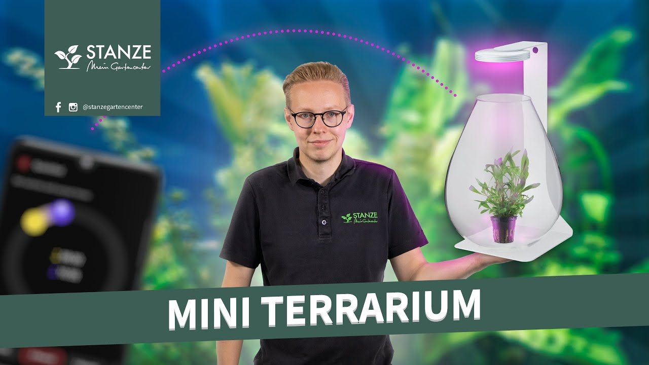 Das perfekte Terrarium für Pflanzen | Chihiros Wabi-Kusa