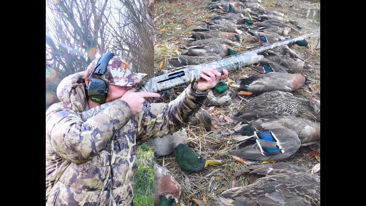 Открытие 2024 года, охота на уток в Новой Зеландии, Новая Зеландия. Утиная охота