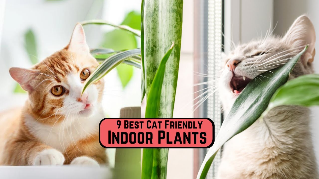 9 Best Cat Friendly Indoor Plants | Easy Non-Toxic to Pets Houseplants 